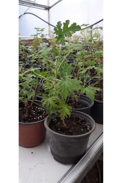 Itır Fidesi 8 cm Saksıda