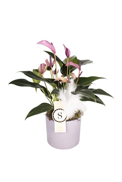 Nemabahçe Antoryum - Anthurium Zuzu