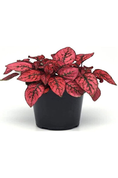 serada decor & plant Zarif Yapraklı Kırmızı Hostes Çiçeği Sevgililer Gününe Ö...