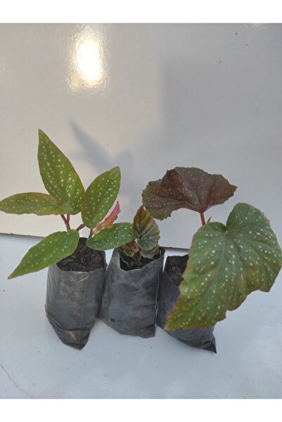 serada decor & plant Begonya