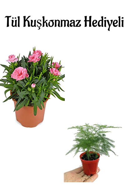 Gardenbox Çok Avantajlı Mis Kokulu Hediyelik Şeker Pembe Karanfil Çiçeği Tül ...