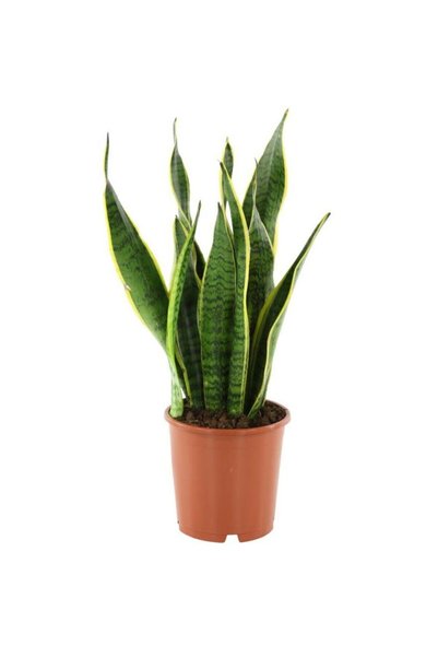 serada decor & plant Ithal Paşa Kılıcı Sansevaria Peygamber Kılıç Çiçeği 40 Cm
