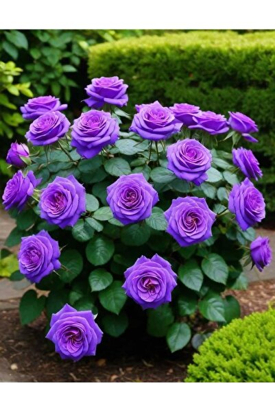 ŞAFAK PEYZAJ TOHUMCULUK 50 Adet Mor Gül Tohumu