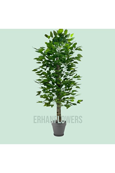 ERHAN FLOWERS ÇİÇEK & DEKORASYON 110 cm yapay benjamin ağacı plastik saksıda