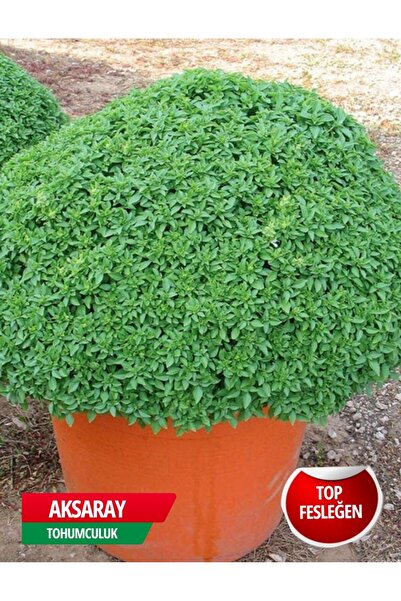 AKSARAY TOHUMCULUK Top Fesleğen Tohumu 600 Adet Tohum Aksaray Tohumculuk