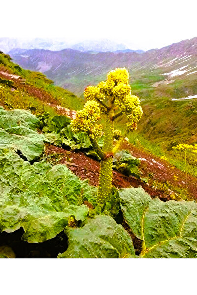 Erzurum İpekgurme Erzurum İpek Gurme Taze Işkın Otu-Yayla Muzu-Dağ Muzu-Ribes Turşusu + Işkın Kökü 100 Gram İPK 4933