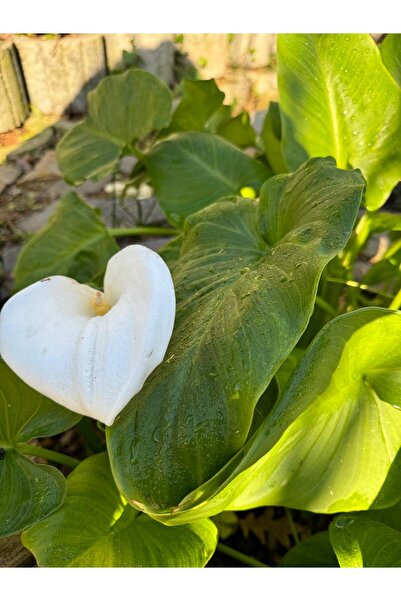 FİDE 2'Li fide seti Gala Çiçeği Beyaz+KANI CANNA INDİCA YELLOW KİNG HUMBERT KANNA Sarı-kırmızı