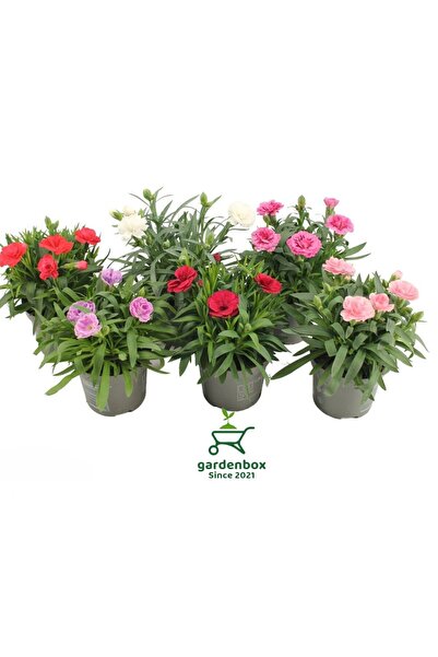 Bitkim Sende Avantajlı Fiyata 6 Adet Rengarenk Kokulu Karanfil Çiçeği 15-30cm...