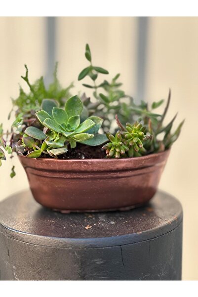 3D PROATO ÇOK AMAÇLI ŞIK KAYIK SAKSI/ KASE/ DEKORATİF