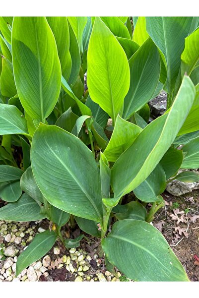 FİDE 2'Li fide seti Gala Çiçeği Beyaz+KANI CANNA INDİCA YELLOW KİNG HUMBERT KANNA Sarı-kırmızı