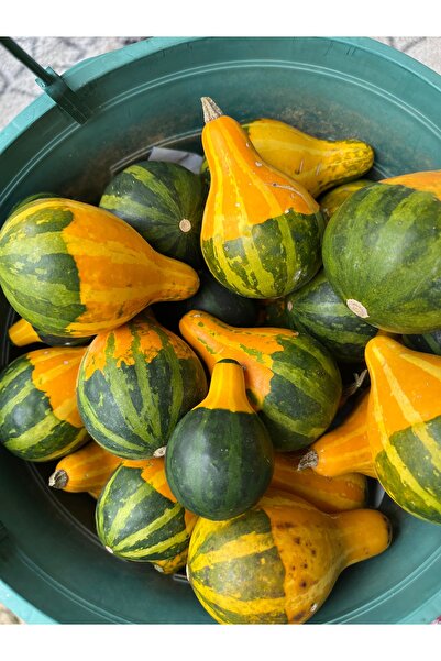 Birtutamrenk Dekoratif Süs Kabağı Tohumu 10 adet