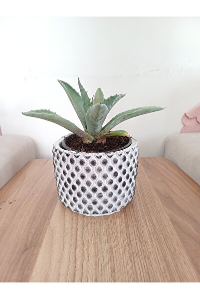 Yades Kara taş saksıda agave amaricana amerikan sabır bitkisi
