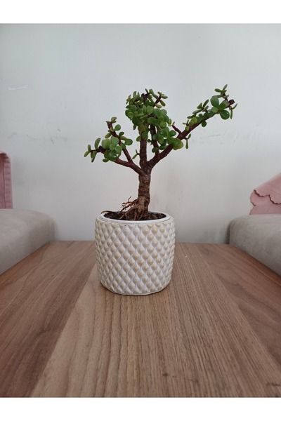 Yades Şans bonsaisi altın yaldızlı taş saksıda Para çiçeği