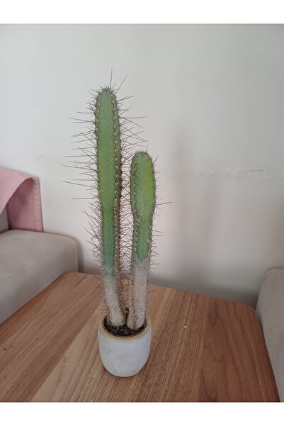 Yades Taş saksıda kaktüs 6x25 ölçü