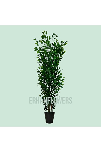 ERHAN FLOWERS Benjamin 180 Cm Platik Saksı