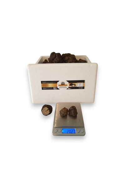 Gurme Trüf Mantarı, Taze Siyah Trüf Mantarı, 20 Gr, ( Tuber Aestivum)