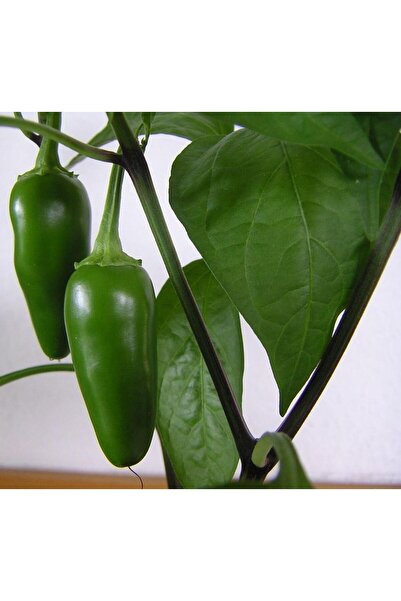 Karahasanoğlu Tarım Yerli Ata Tohumu Jalepone Biberi 25 Adet