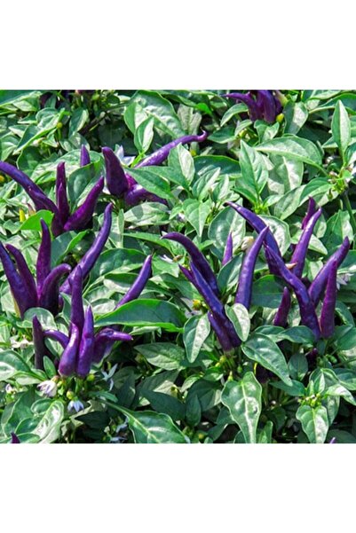 Karahasanoğlu Tarım Yerli Ata Tohumu Mor Süs Biberi 25 Adet