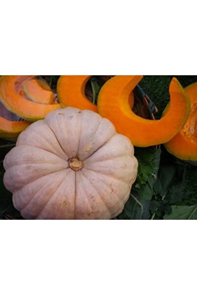 Karahasanoğlu Tarım Yerli Ata Tohumu Yuvarlak Bal Kabağı 5 Adet