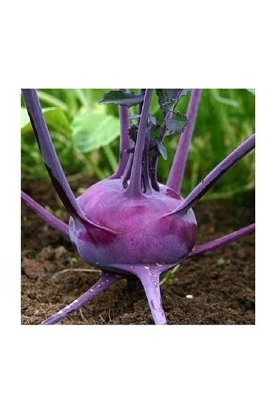 Karahasanoğlu Tarım Yerli Ata Tohumu Mor Alabaş 25 Adet