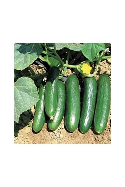 Karahasanoğlu Tarım Yerli Ata Tohumu Salatalık 25 Adet