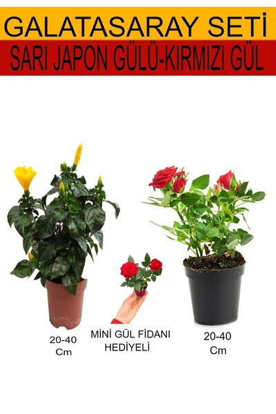 Nura Botanik 2'Li Takım Seti Sarı Japon Gülü+ Kırmızı Gül+ Hediyelik Kırmızı ...