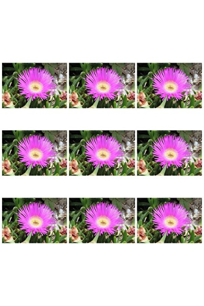 serada decor & plant Videolu 45 Adet Kaz Ayağı Çiçeği-(YER ÖRTÜCÜ) 5-10 Cm Tüplü Çiçekli Bodur Cotyledon Orbiculata