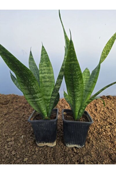 Nura Botanik Videolu 2 Adet Zarif Görünümlü Kılıç Çiçeği 30-40 cm Tüplü Çiçek...