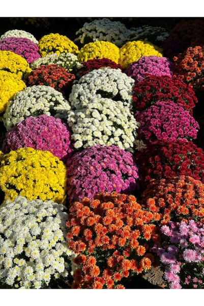 Nura Botanik Videolu Karışık 10 Adet Kasımpatı Çiçeği 10-20 Cm Tüplü Çiçekli Bodur Bitkiler (CHRYSANTHEMUM)