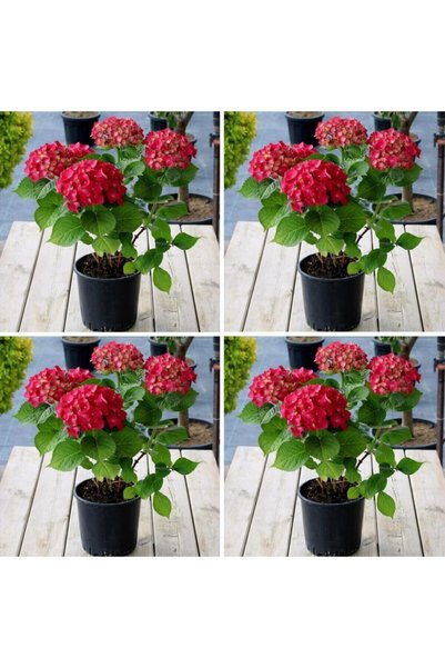 Nura Botanik Videolu 4 Adet Kırmızı Ortanca Çiçeği 25-45 Cm Saksılı Çiçekli Bodur Bitkiler Red Hydrangea