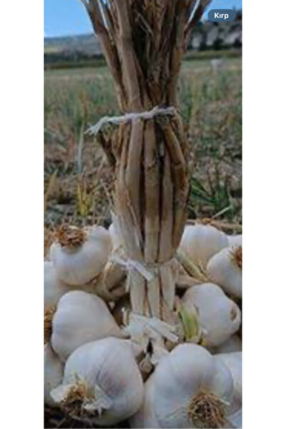 sarımsak Taşköprü sarımsağı küçük boy 1 kg 2025 yeni