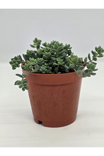DOĞA BAHÇESİ Sedum Dasyphyllum Minor (yayılarak büyür - soğukta mor renk alır ) Sukulent 5,5cm Saksılı