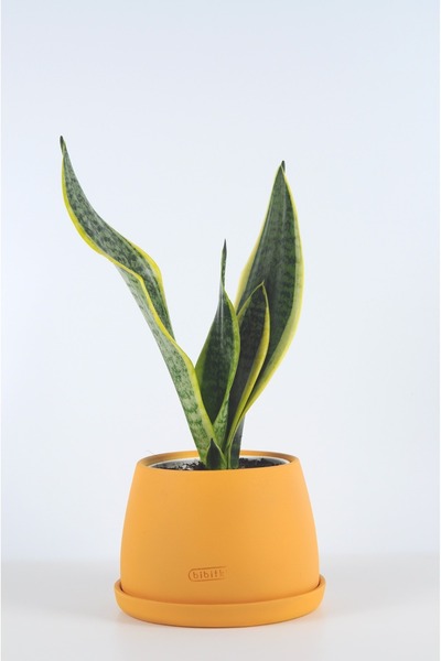 Bibitki Paşa Kılıcı El Yapımı Seramik Bipot Saksıda Sansevieria Black Gold