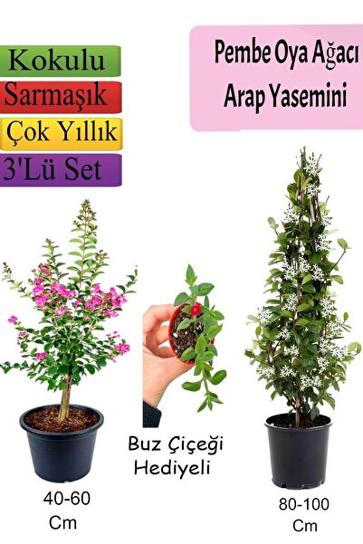 serada decor & plant Pembe Oya Ağacı+ Arap Yasemini + BUZ Çiçeği Hediyeli