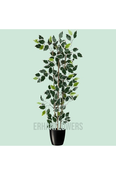 ERHAN FLOWERS ÇİÇEK & DEKORASYON 110 cm bambu gövdeli beyaz Benjamin ficus ağacı
