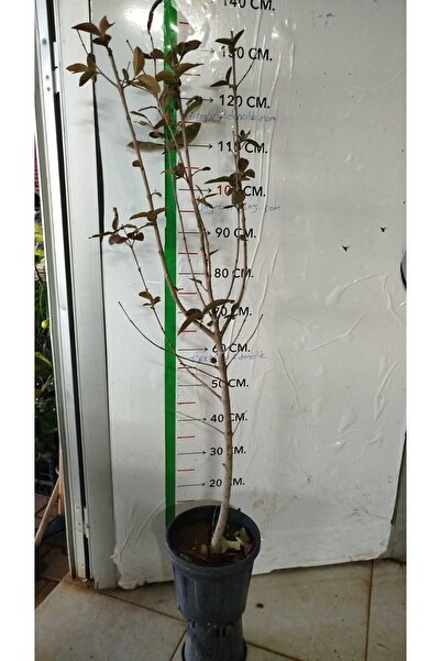 peyzajyagmur saksıda 4 yaşlı guava fidanı