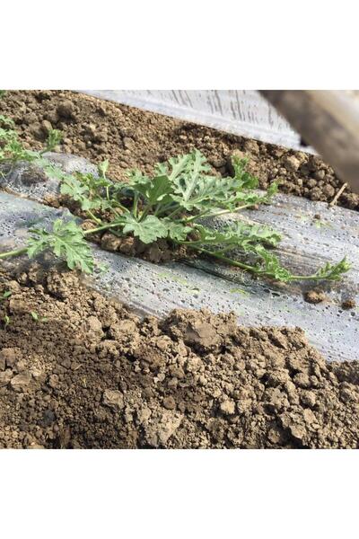 Procover Malç Naylonu Şeffaf 1000 Metre , 120 Cm , Mini Tünel Sera ,don Kırağı Örtüsü