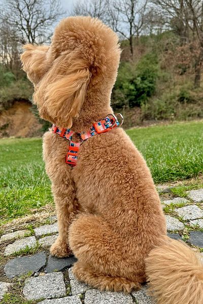 JesPawty Jesorange Anti-Pull No Pull Chest Harness