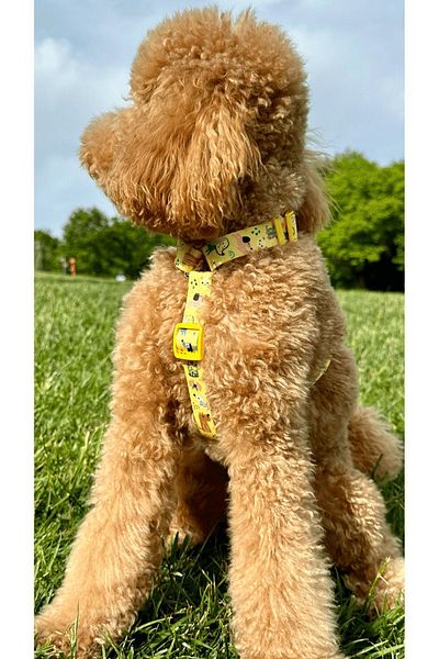 JesPawty H Type Chest Collar with Yellow Dog