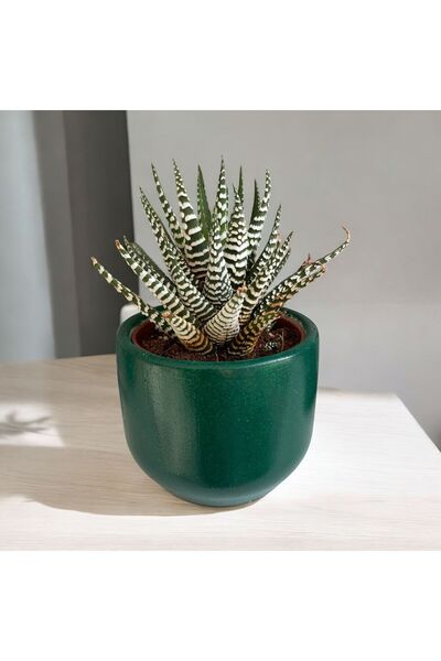 MF Botanik Dekoratif Beton Saksılık -  8 cm Üretim Saksı için Saksı Kabı