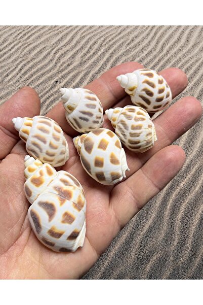 Flea Market Coajă de mare reală - Maculosus Pulchra - (100gr, mediu 15 bucăți)