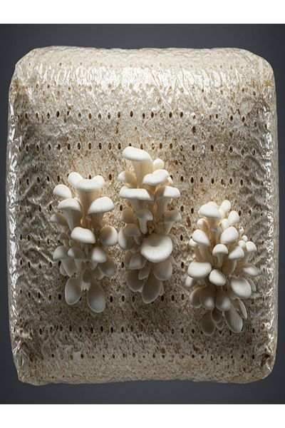 tohumcu kikizade Micron Perforated 50 Pieces Oyster Mushroom Compost Bag 30x60 Transparent