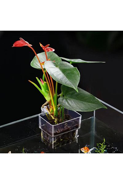 WHPHous Multifunctional Fish Aquarium Water Grass Planting Cup Breeding Isolation Box Fish Tank Hydroponi...