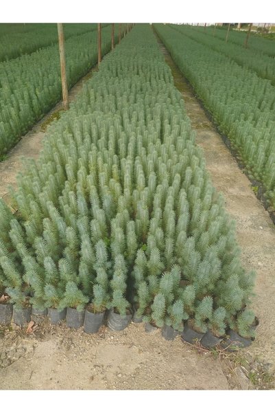 taşkar peyzaj Fıstık Çamı Fidanı 6 Adet Pinus Pinea 20-30 Cm