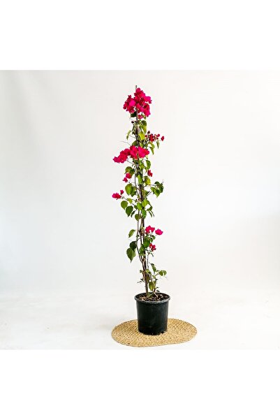 fidanpaketim begonvil ağacı  120 cm  katmerli begonvil ( 120-150 cm ) sarılıcı