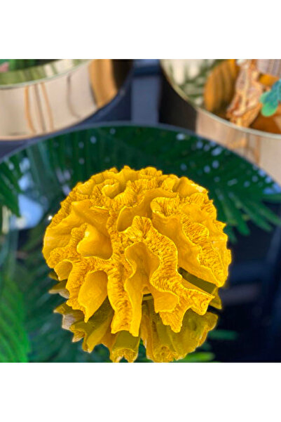 Mioletti Sarı Beyin Mercan Dekoratif Obje