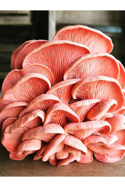 tohumlar fidana Pembe Istiridye Mantarı Miseli Tohumu Vakumlu 100 gram ( Ekim Kılavuzu)