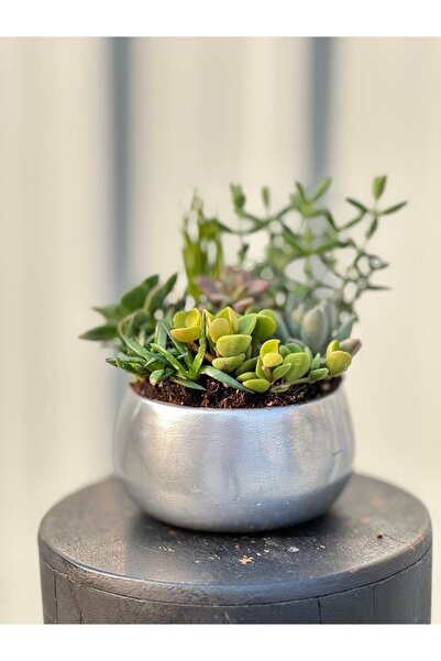 3D PROATO Metalik Dekoratif Şık Saksı / Orkidelik / Sukulent/ Bonsai / Aranjman