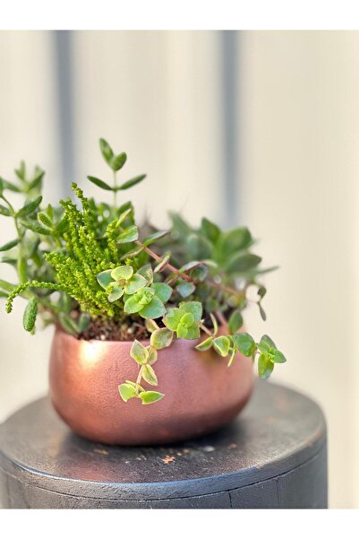 3D PROATO Metalik Dekoratif Şık Saksı / Orkidelik / Sukulent/ Bonsai / Aranjman