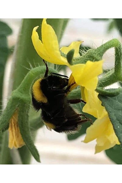 Avrasya Arıcılık Bombus Arısı